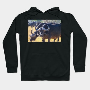 African Cape Buffalo with Two Oxpeckers on His Face Hoodie